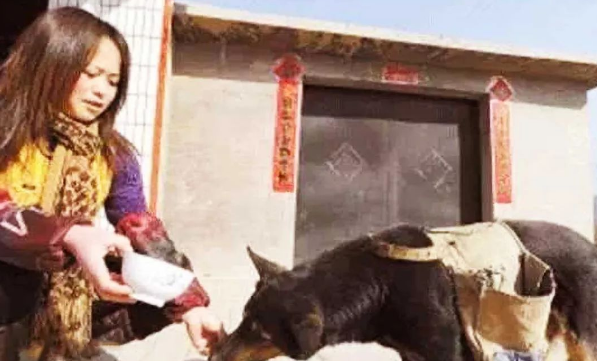 这事狗狗坚持了8年,背后原因感人泪下!