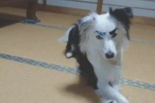 主人家脑洞大给狗狗换造型设计,见到制成品后,网友笑料一瞬间被引燃