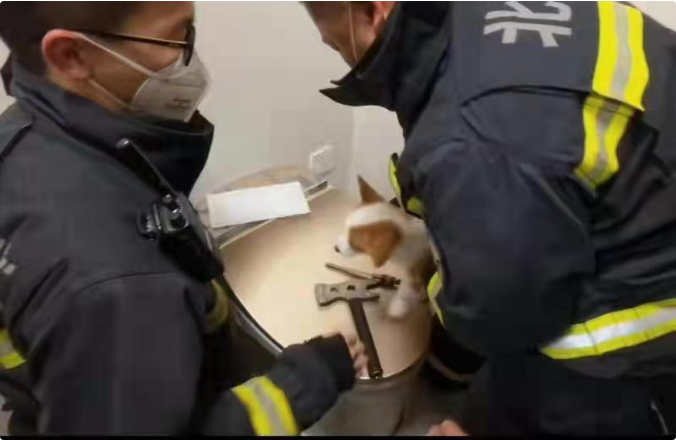 小狗头卡马桶 消防员暖心救援
