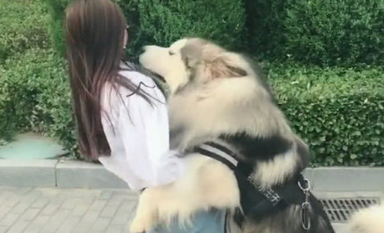 铲屎官带著阿拉斯加去遛遛,看到亲戚朋友漂亮小姐姐,狗狗的作法很尴尬