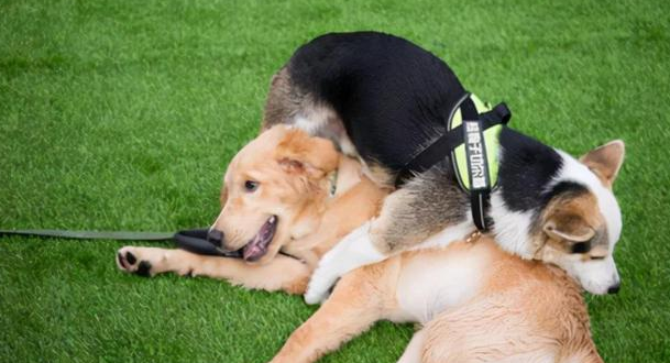 北京老太被未拴绳狗绊倒致瘫痪,家属向犬主索赔260万,法院判了