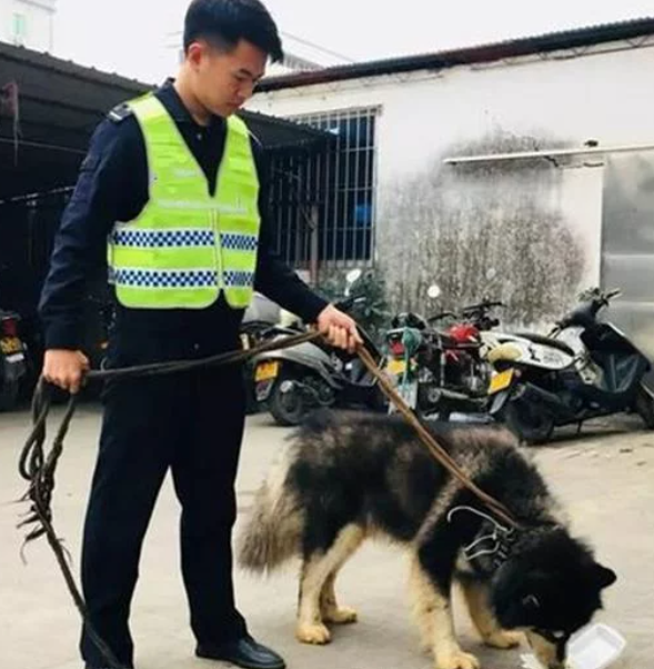 警察发现了只走丢的阿拉斯加,没想狗狗是个大胃王,差点吃穷自己