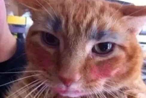 时代变了,现在猫咪的天敌不是狗,而是…