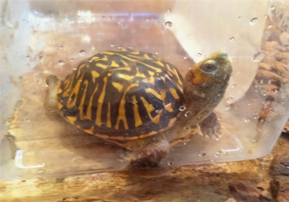 北部锦箱龟身份信息