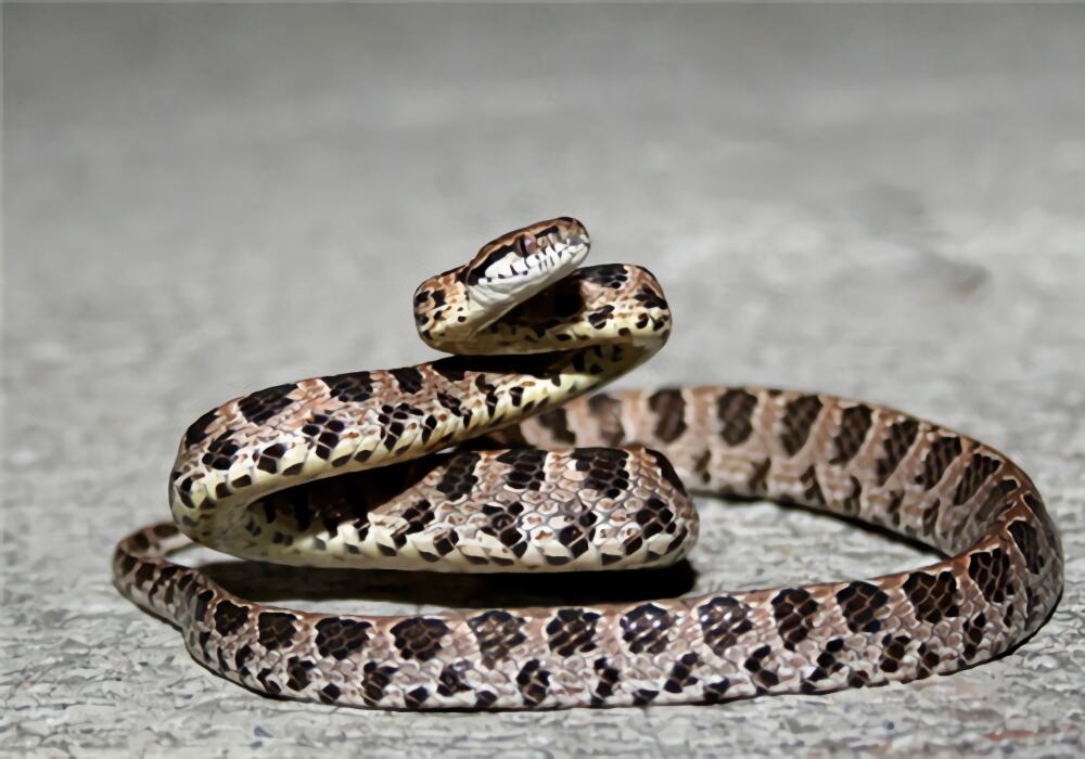 繁花林蛇身份信息