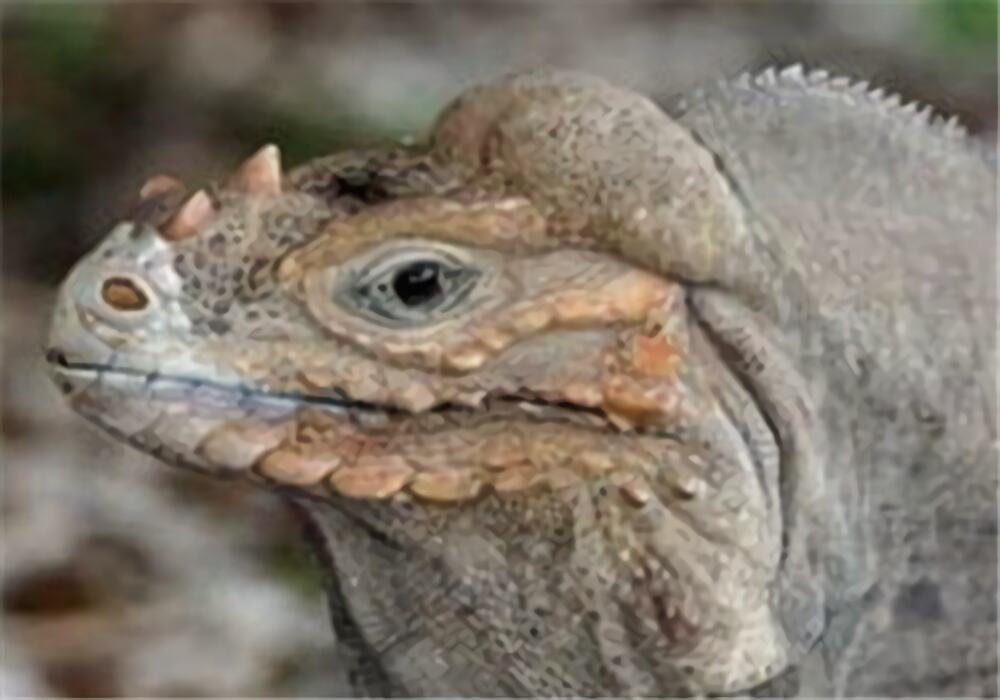 古巴鬣蜥身份信息