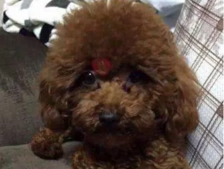 泰迪咬人被送回农村,半年后再见,狗狗的样子让主人瞬间心疼了