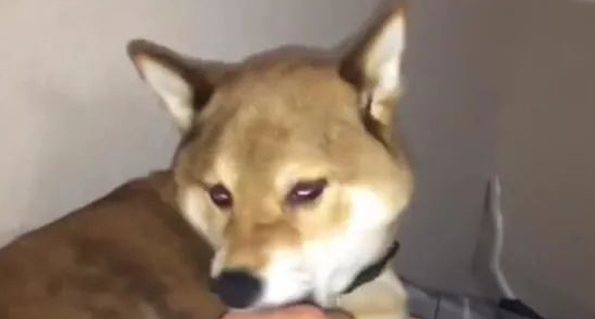 主人着手狗狗的毛,一撮然后一撮,秋田犬气急败坏!