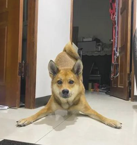 狗狗12点晚上不睡觉爽玩出轨,主人一看傻眼了