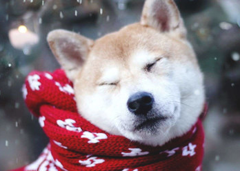 圣诞给秋田犬提前准备袜子,直到狗狗醒来时神情诧异