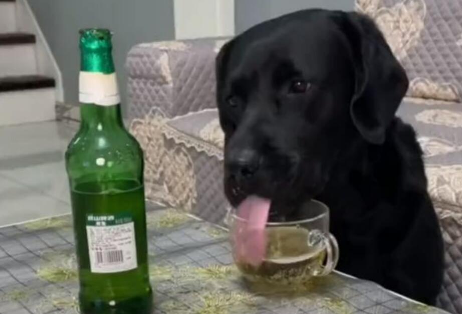 河北一宠物狗偷喝主人的啤酒,喝完酒的反应让人大赞“酒品好”