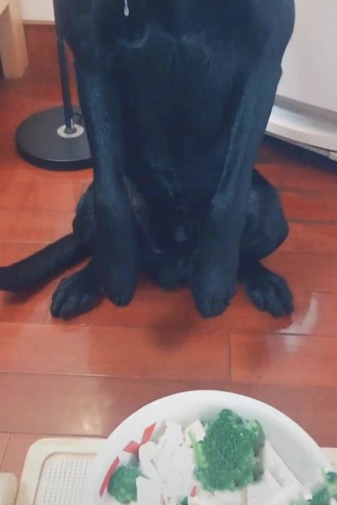 狗狗坐着饭食的眼前,哈喇子不止的往下滴,手上所有要打湿了!