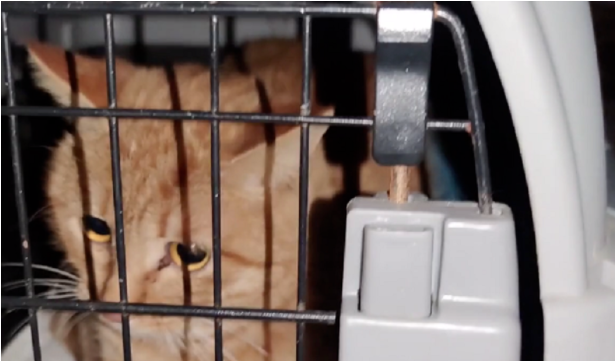 情侣吵架猫狗遭殃,被主人从9楼扔下的宠物猫狗