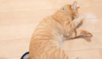 主人坐着不动,猫咪走过却多次被绊倒!原来是一只黏人心机猫!