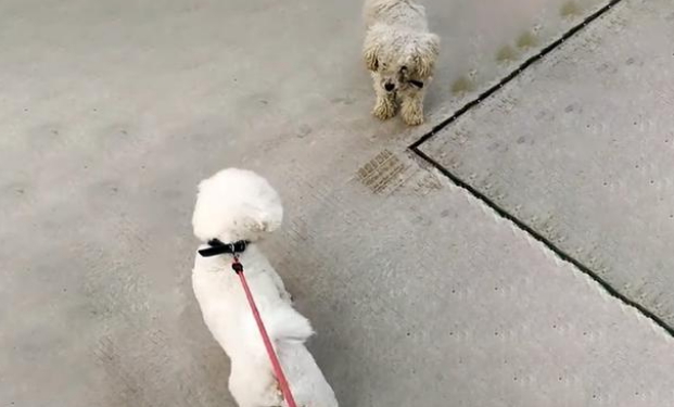 同为比熊犬,命运竟千差万别,流浪比熊的眼里满是羡慕!