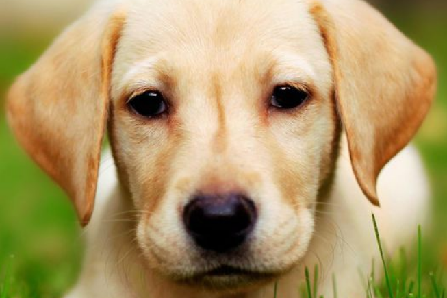 金毛犬托运途中死亡宠物托运公司被指擅自将空运改陆运 市场监管部门已介入