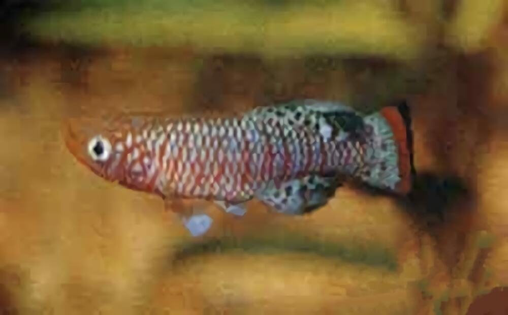 罗氏琴尾鱼身份信息