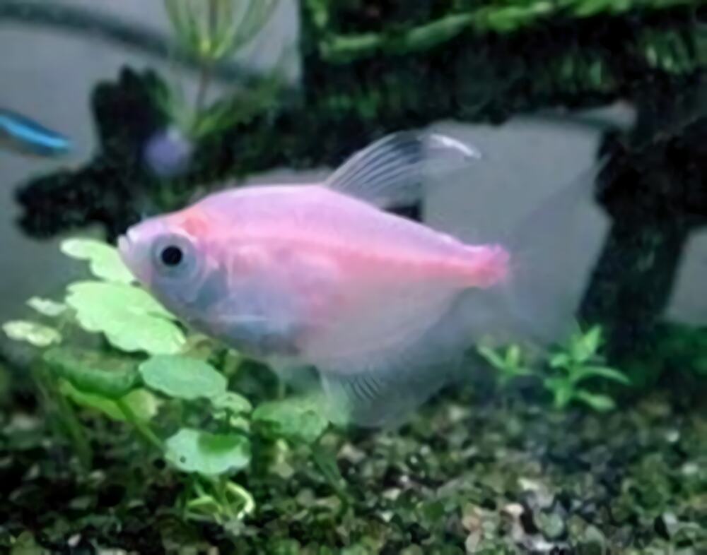 红裙鱼身份信息