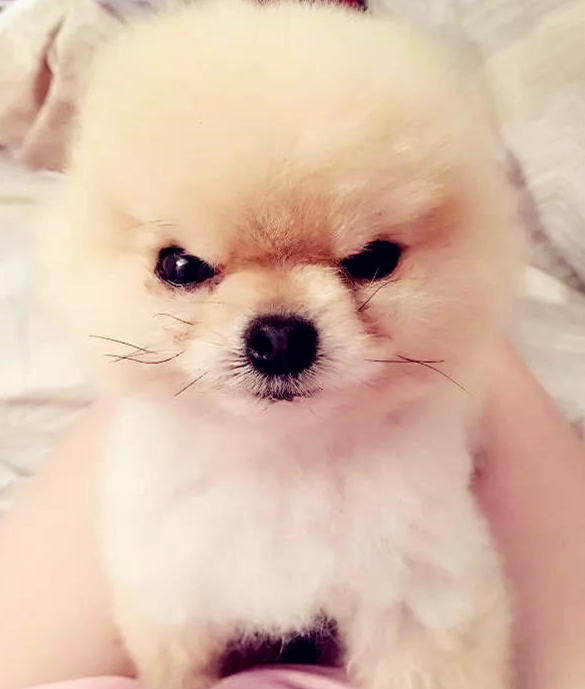 小博美在风里被吹进形变,却莫名其妙变成网络红人,网民:羡慕嫉妒狗子头发!