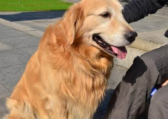金毛犬在床上撒尿,主人拿起拖鞋就想教育!