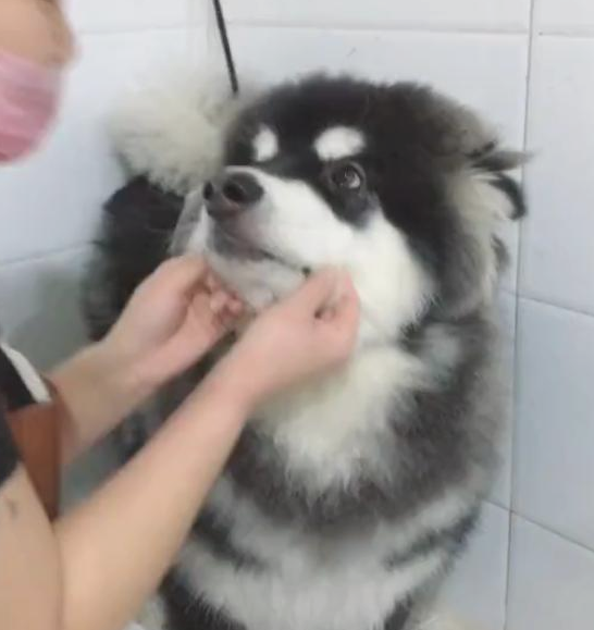 带阿拉斯加犬去冼澡,却遭遇女店员狂吻,狗狗:长得帅便是苦恼多