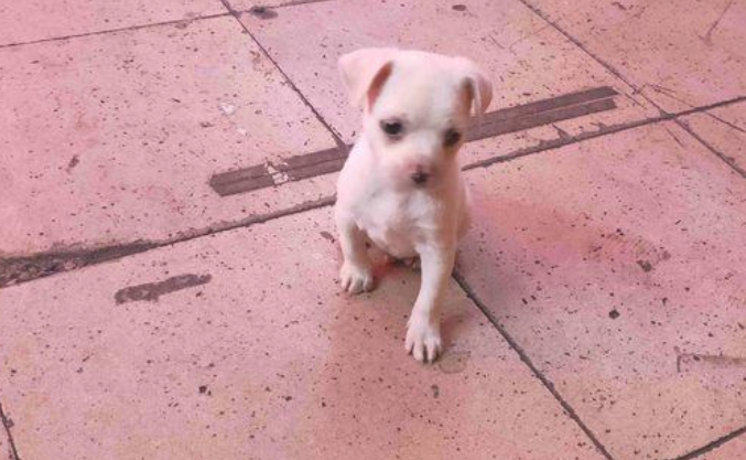 小奶狗出去玩太高兴，主人什么时候离去都不清楚，这下它急得直转圈圈