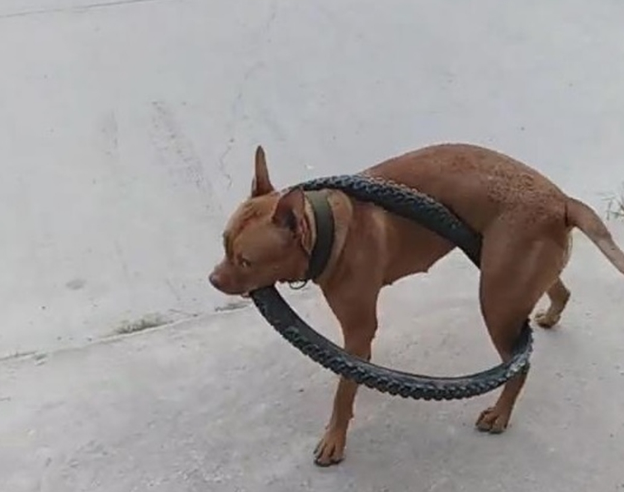 比特犬用自行车轮胎困住自己 网友:有点蠢
