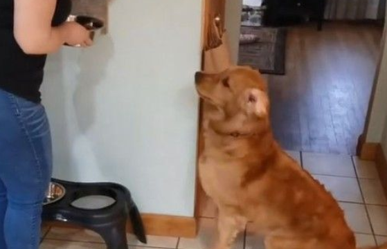 疯狂的黄金猎犬 看见吃饭了开心的转了22圈