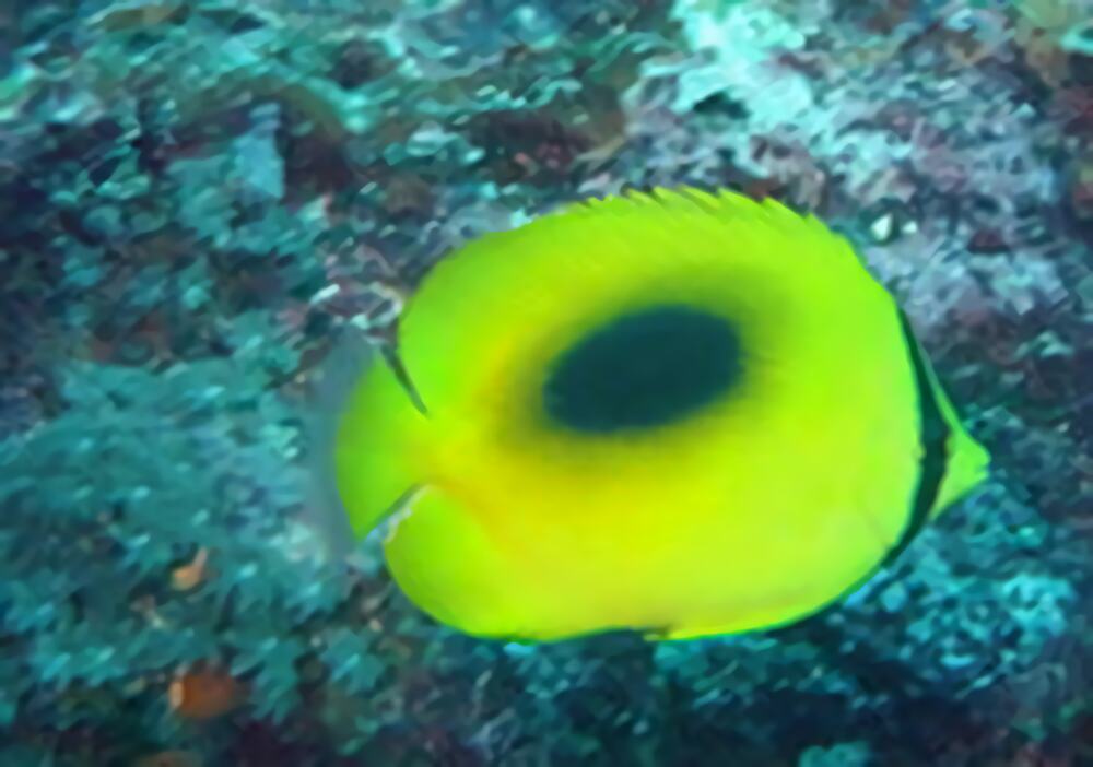 镜斑蝴蝶鱼身份信息