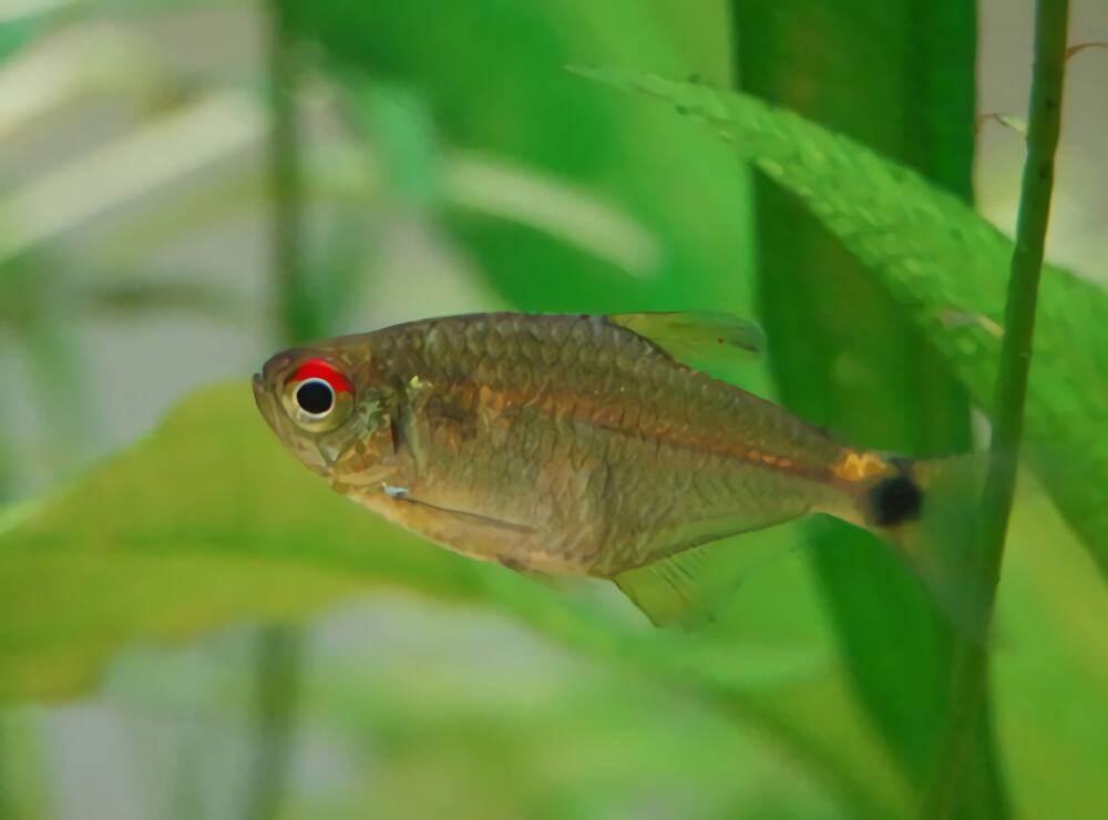 头尾灯鱼身份信息