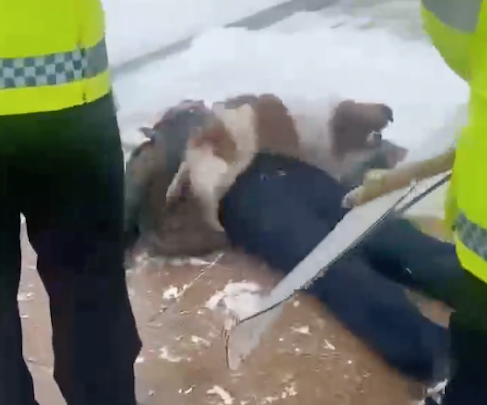 主人晕倒后狗狗寸步不离守在他身边,警察来赶它都不走,太忠诚了