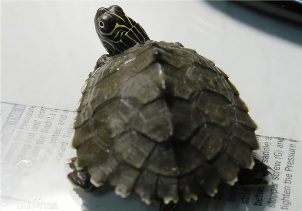 德州地图龟身份信息