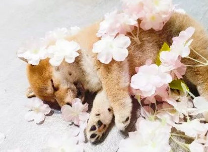 美甲店邀请小柴犬上班,这小奶狗却超不敬业,第一天上班就在店里睡大觉