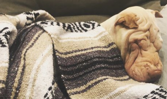 狗狗乱丢垃圾，惹怒主人家后变成“看门狗1”，主人家搬新家时却没理它