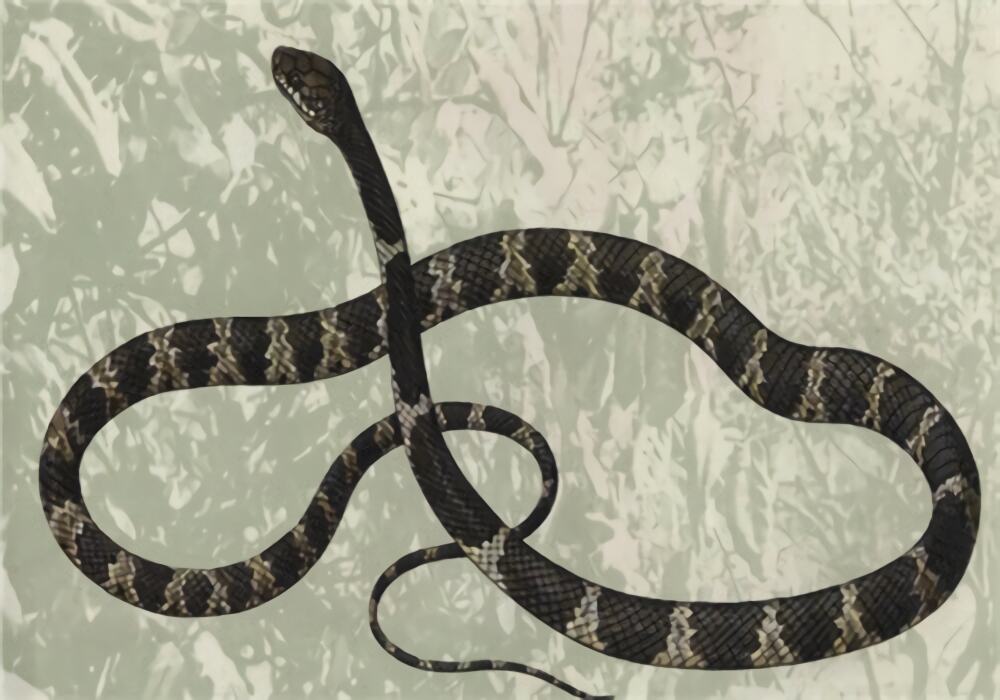 青环海蛇身份信息