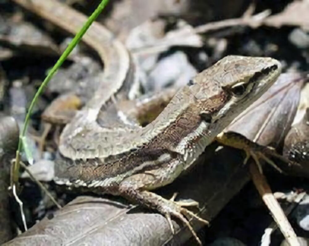 白条草蜥身份信息