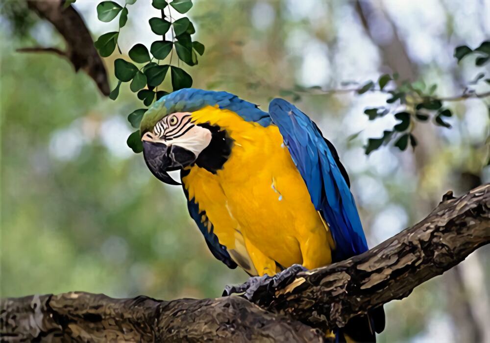 蓝黄金刚鹦鹉身份信息