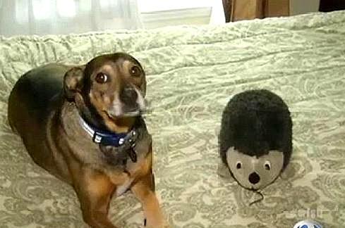 夜晚狗狗突然朝主人大叫，主人醒来后，才知狗狗救了自己孩子的命