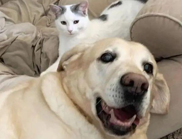 小猫被邻居遗弃,却被家中狗狗带回家:铲屎的看我多讲义气