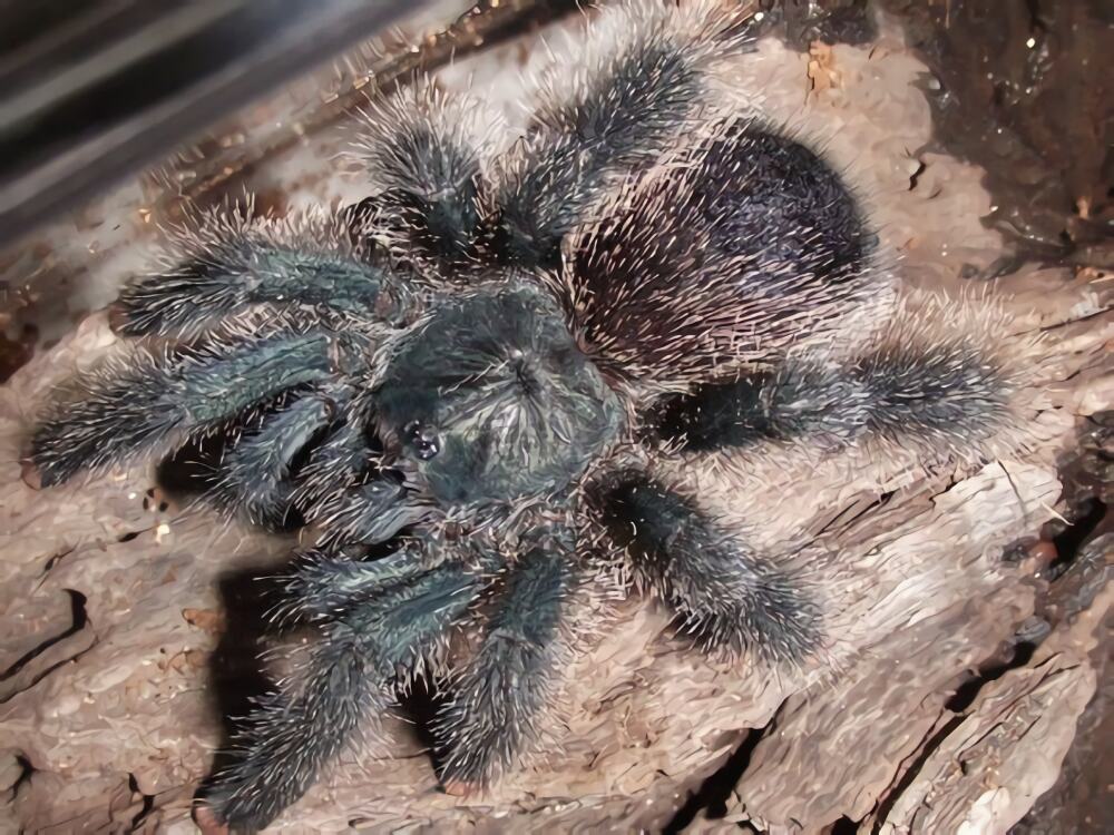 巴西粉红趾身份信息