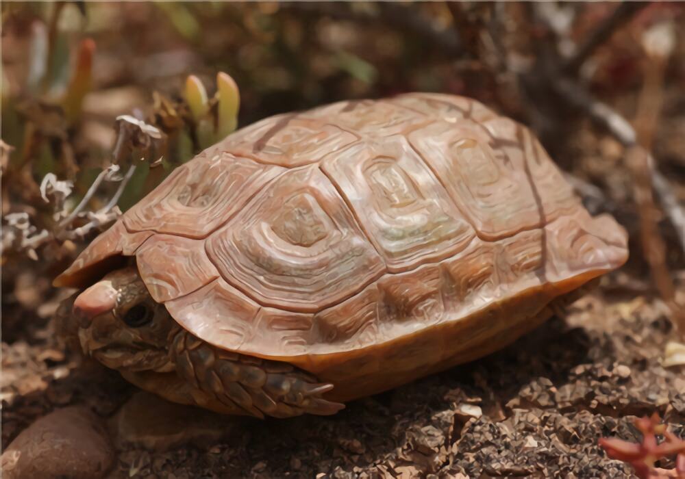 鹰嘴陆龟身份信息