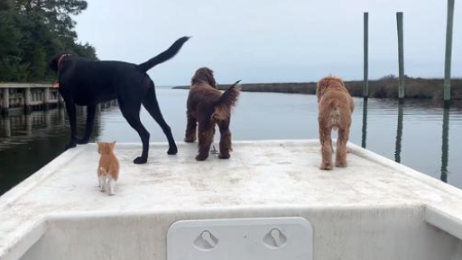 被狗狗带大的猫咪,画风逐渐“犬化”,天生不怕水酷爱游泳