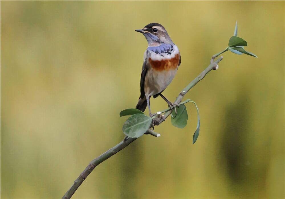蓝点颏身份信息