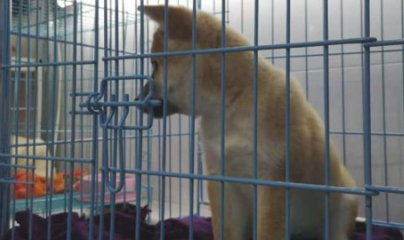 网友去买柴犬,在狗舍一眼全看上它了,結果它还不想要