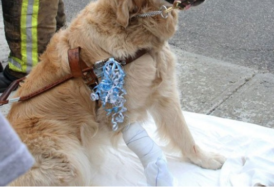 导盲犬舍生维护主人,受伤后保持微笑,还一直摇尾巴表达自身没事儿