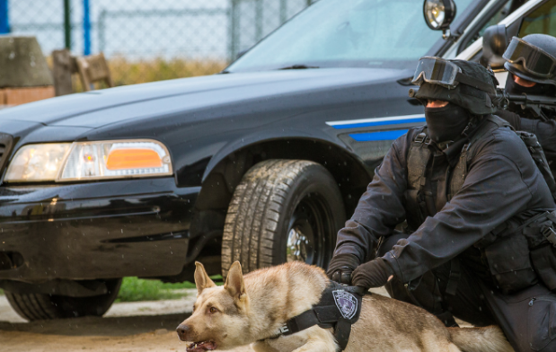 当普通狗看到警犬时,会觉得是警察来了吗?