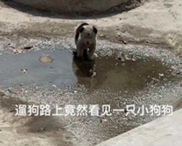 遛狗时遇到一只脏兮兮的小狗,女生果断带回家,洗完澡变得超可爱