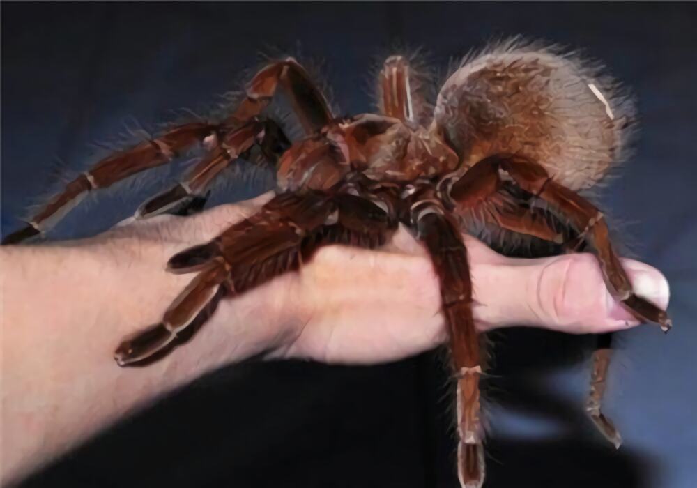 委内瑞拉粉红脚捕鸟蛛身份信息