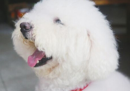 九江一马路有一只神奇小狗会“唱歌”