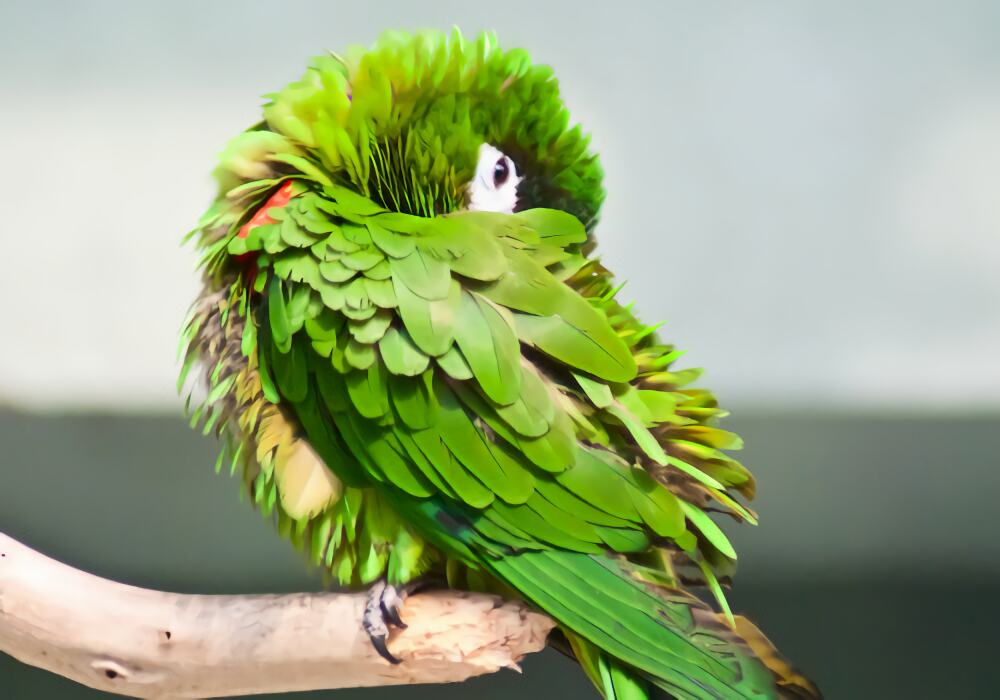 红肩金刚鹦鹉身份信息